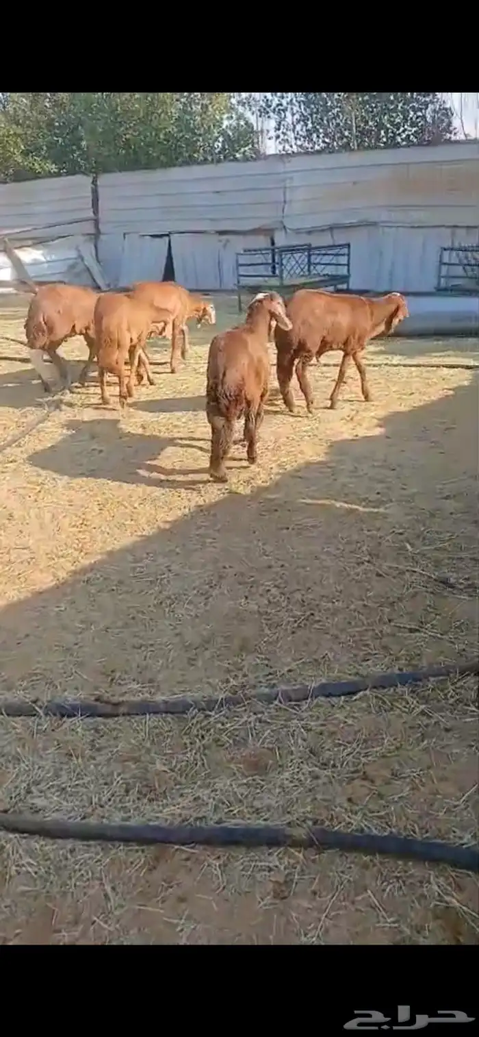 للبيع ذبايح سواكن طليان حمري فاخره 0