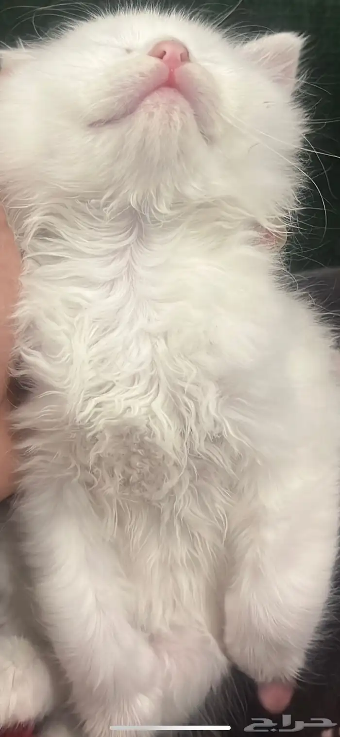 قطه صغيره لعوبه واليفه م شاء الله 3