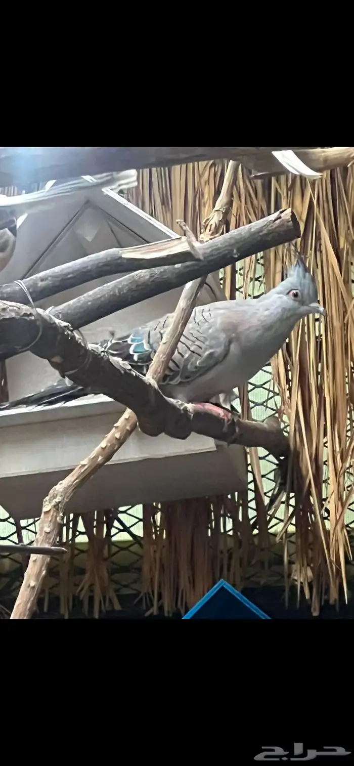 حمام خلخليت 0