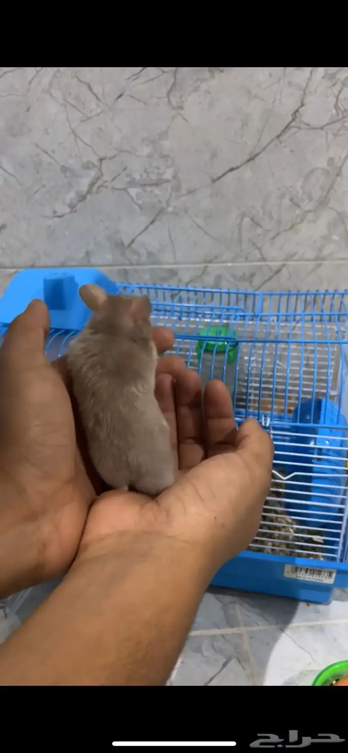 هامستر سوري 4