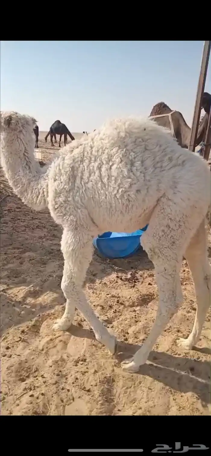 حوار قصب ا 0