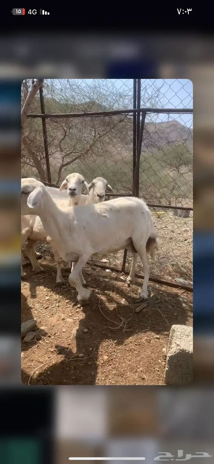 ضان العدد 4 3