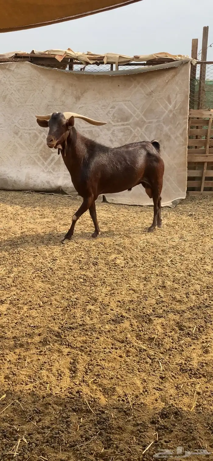 فحل محايلي ادبس فاخر 2