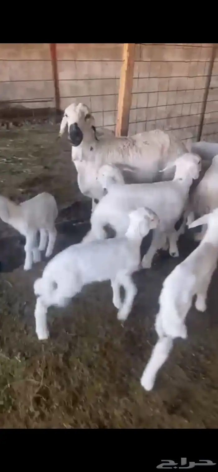 غنم ولد 1