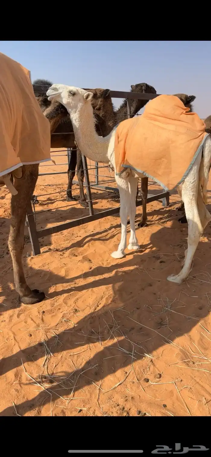 للبيع البكره الباتليه 1