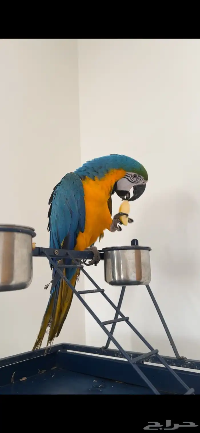 ببغاء مكاو بلو اند قولد اليف هدد 6