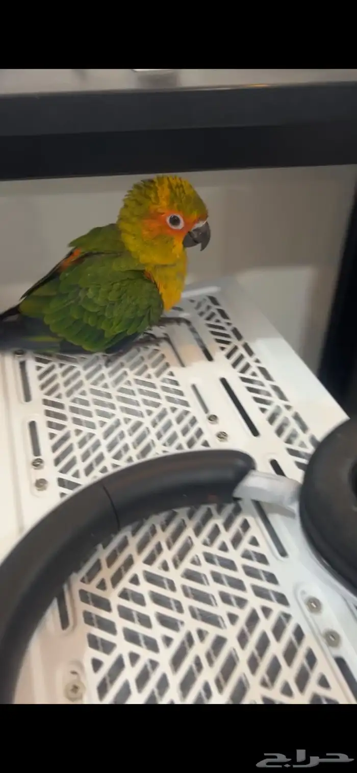 فرخ صن كنيور 1