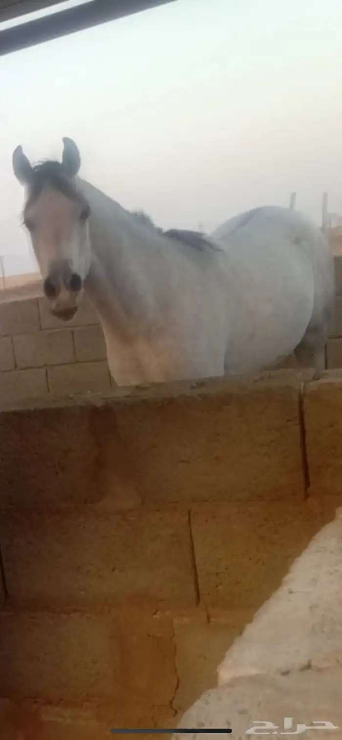 حصان واهو بوراق 0