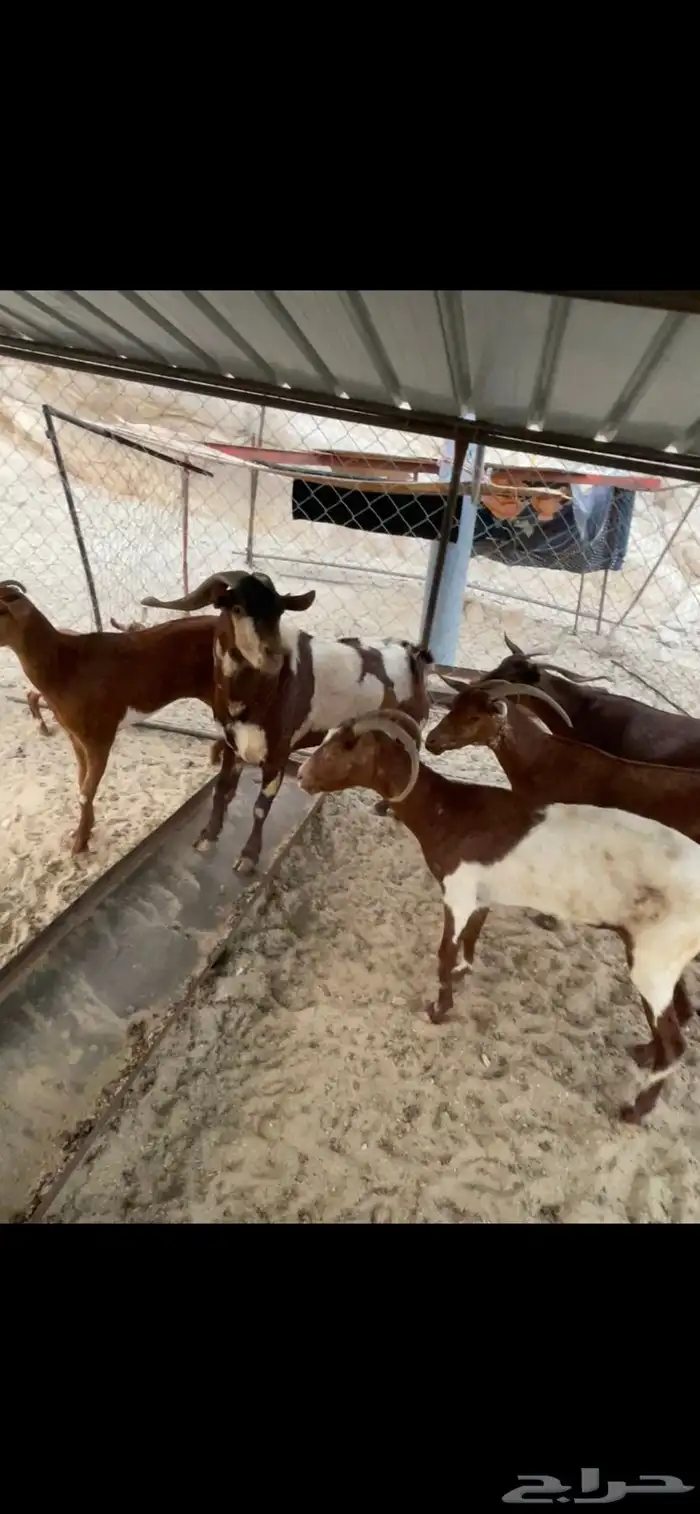 الموقع (ثلوث المنظر) 4