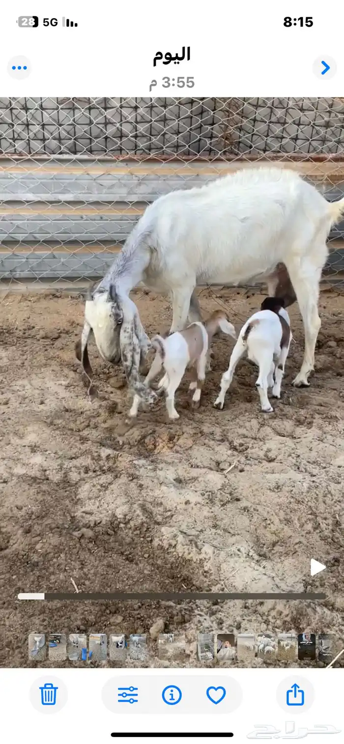 عنز تحتها ثنين 0