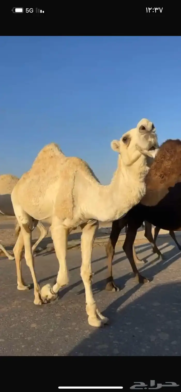 قعود رمانى 2