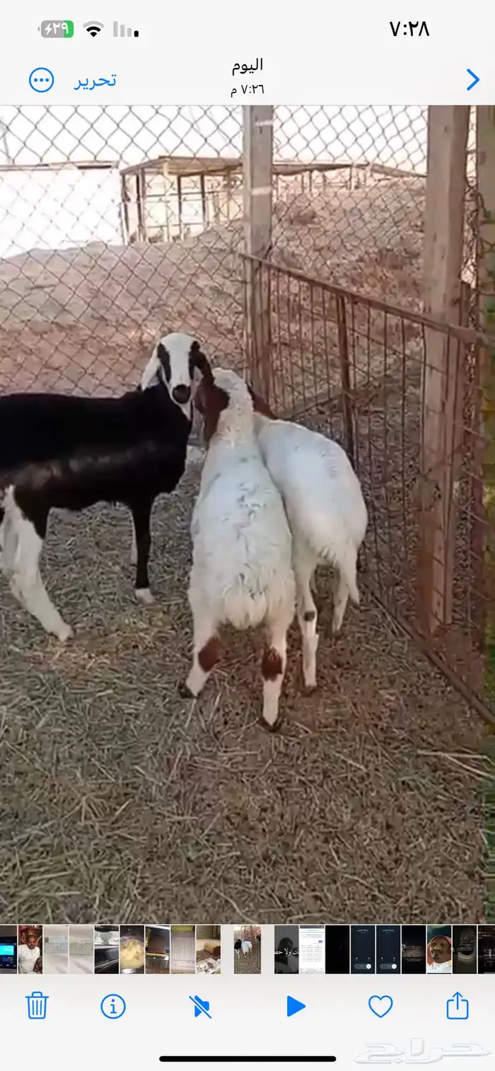 مهاجين اعمارها ثلاث شهور ونص 1