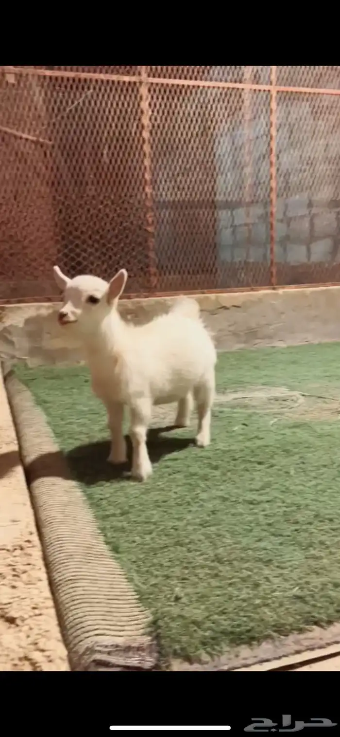 جفره قزمي (انثى) 0