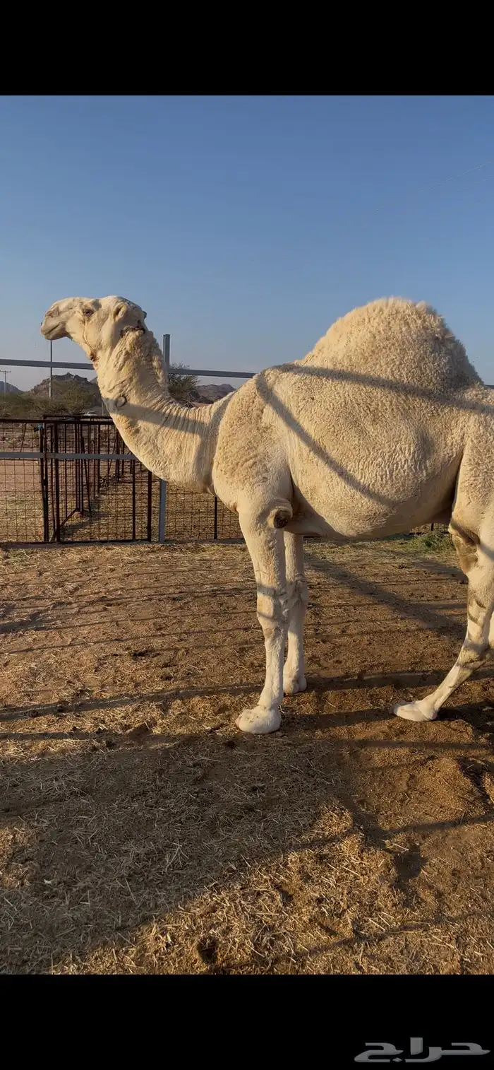قعود اوضح عوني على بعير هزاع جزاء الرويس 1