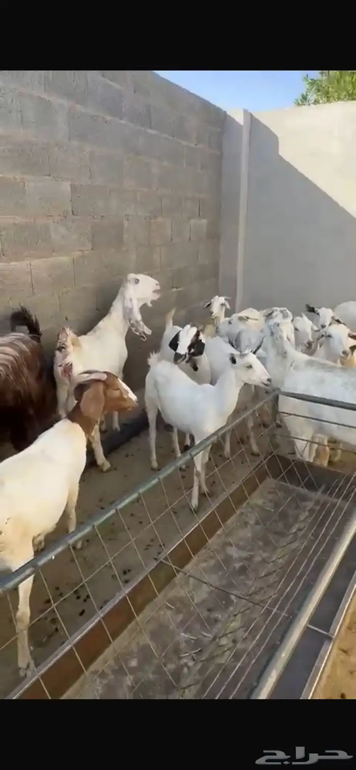غنم فاخره جدا ماعز 0