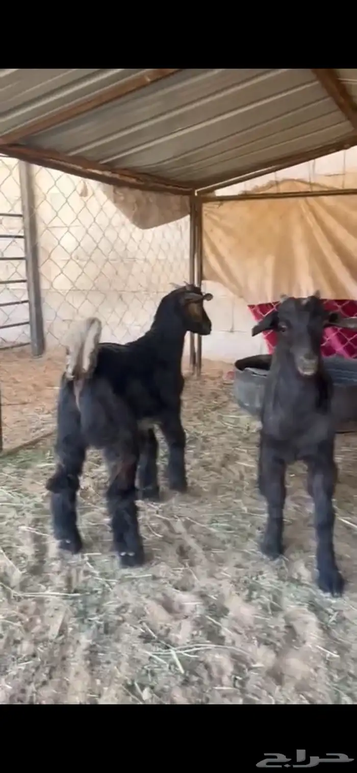 تيوس لبانيه 3