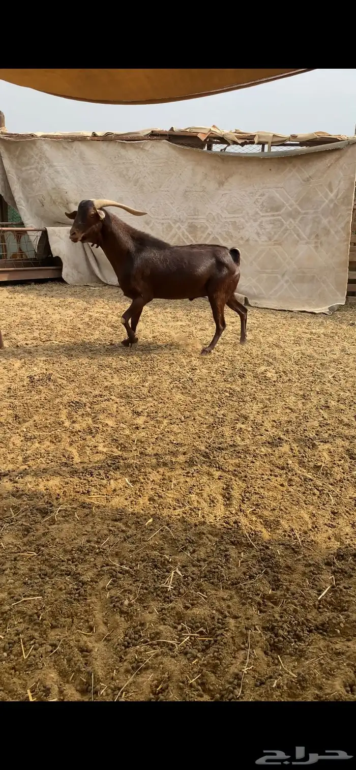 فحل محايلي ادبس فاخر 0