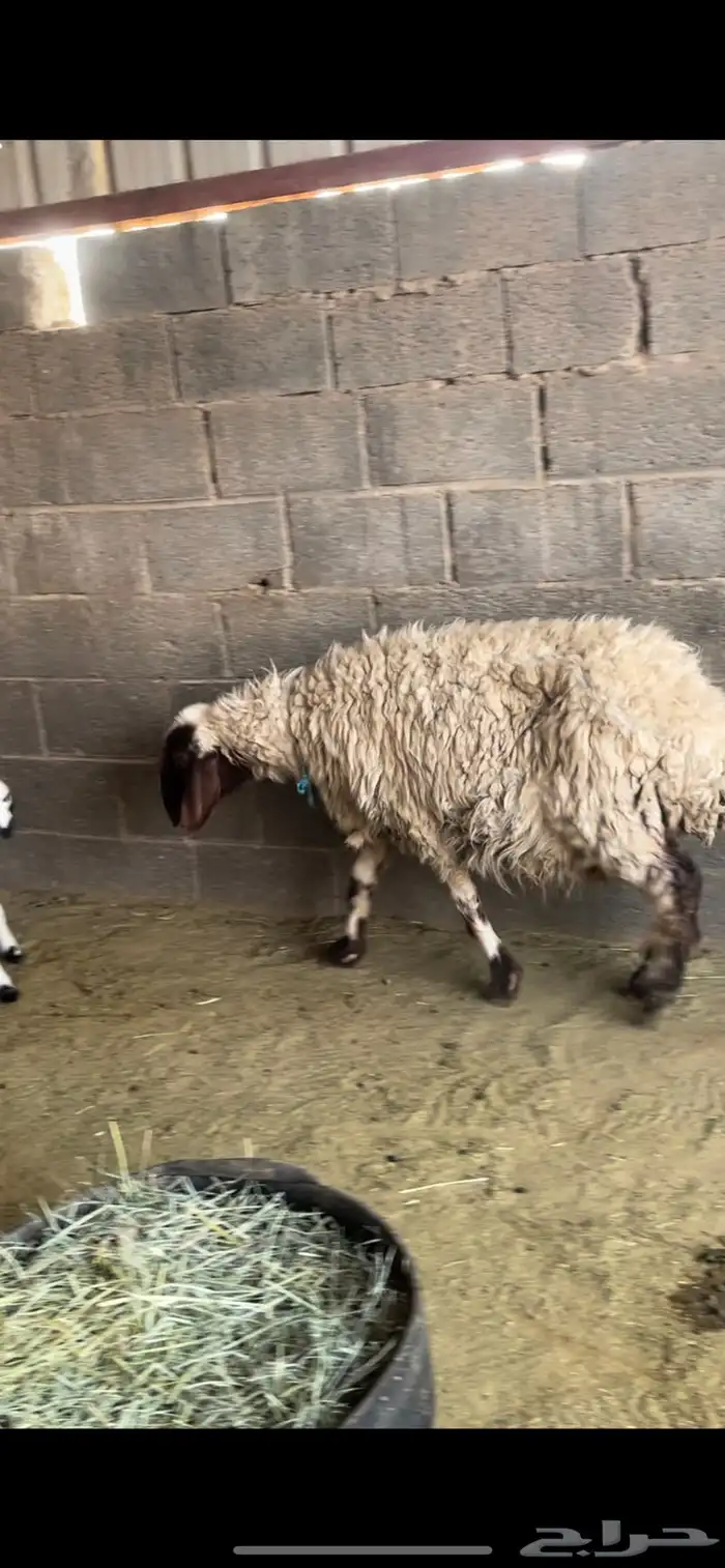 شاه خلفه نعيميه معها 2 0