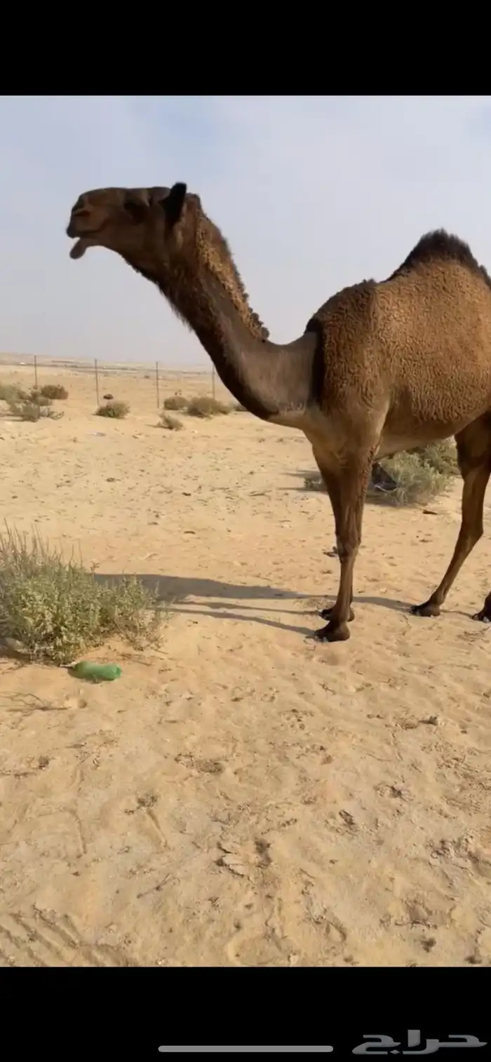 صفرا حقه دلما بكره 3