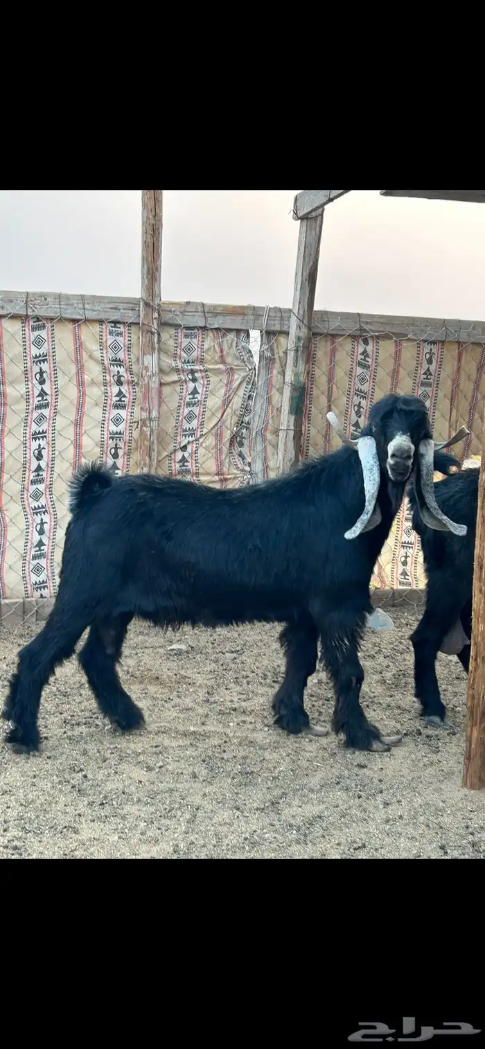 فحل عارضي صنف معرف 2