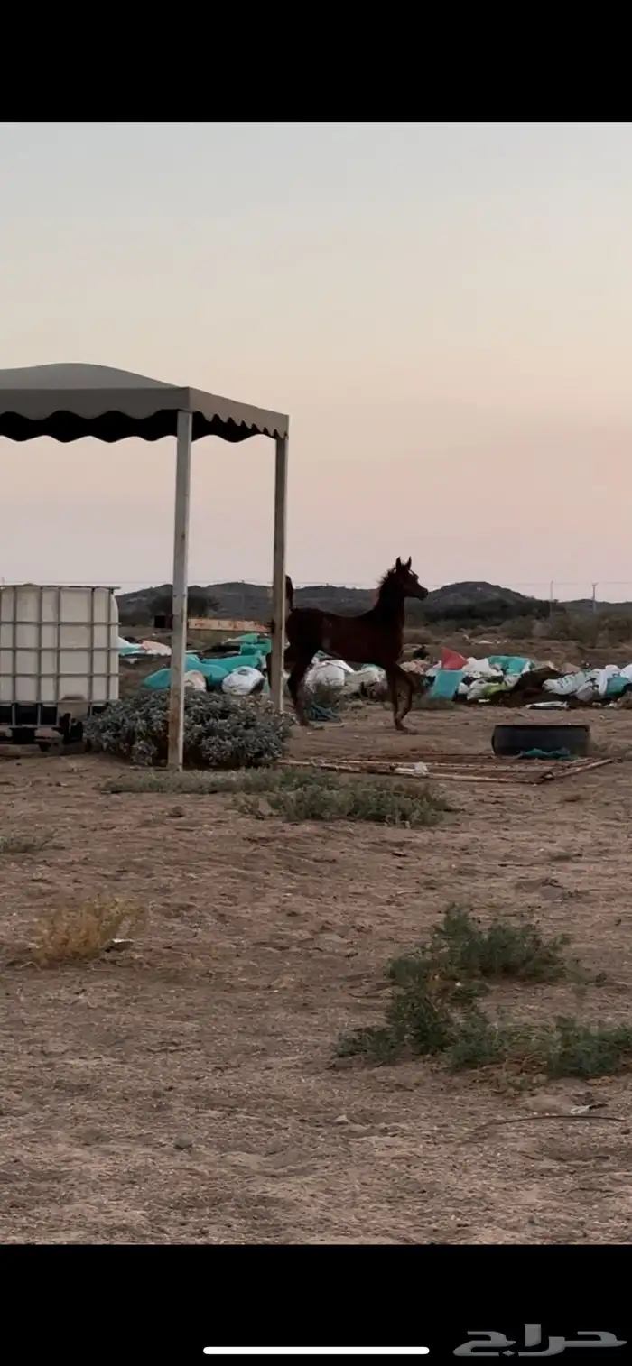 مهر واهو للبيع 3