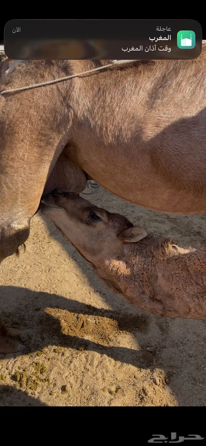 قعود ساحلي مقفل شحم للبيع 0