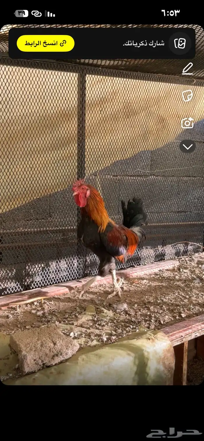 للبيع ديك عربي افرق شرط اذان و اضراب وسليم من الامراض 2
