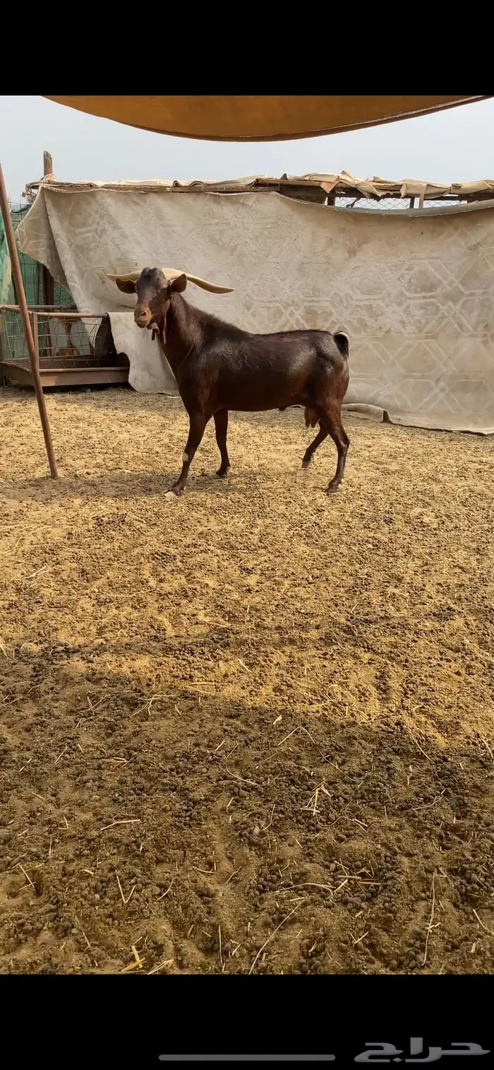 فحل محايلي ادبس فاخر 1