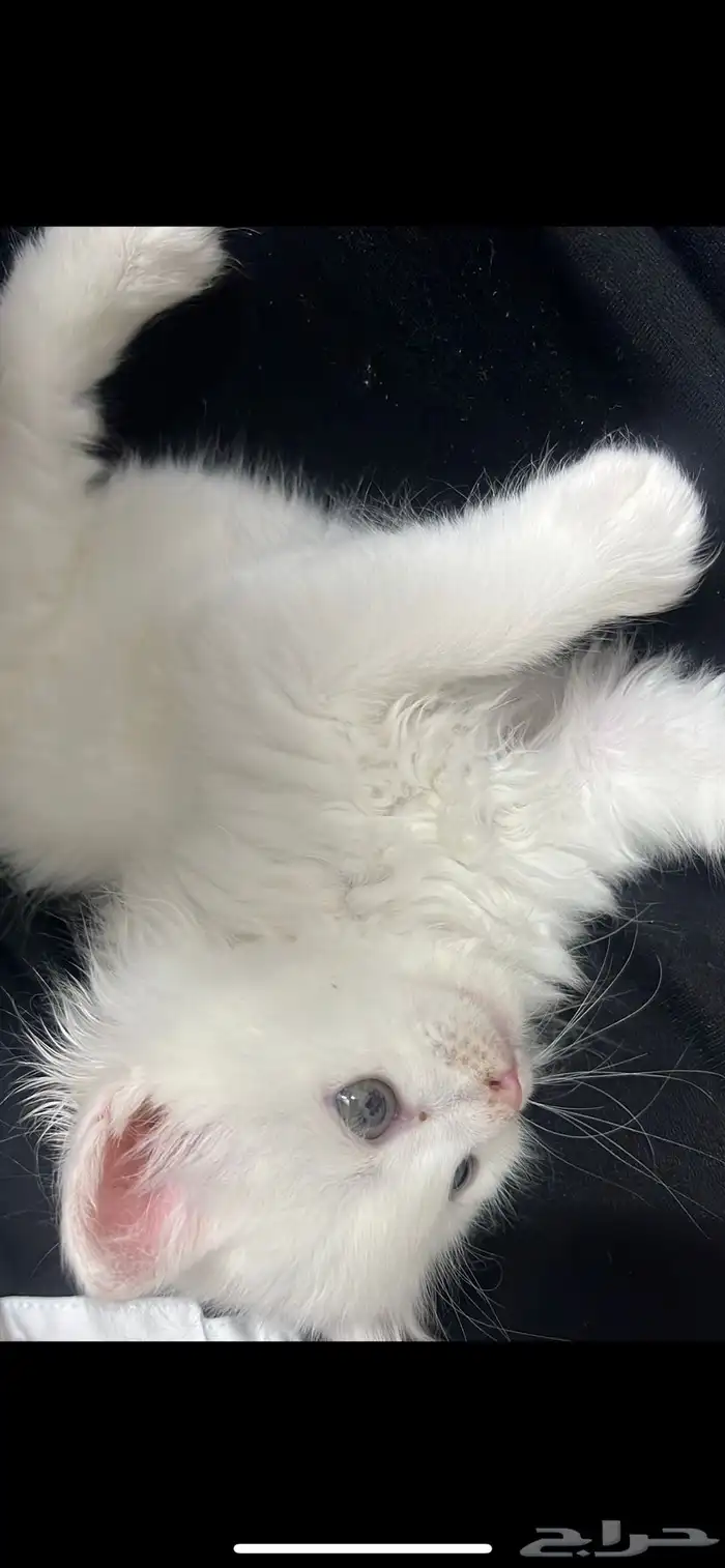 قطه صغيره لعوبه واليفه م شاء الله 1