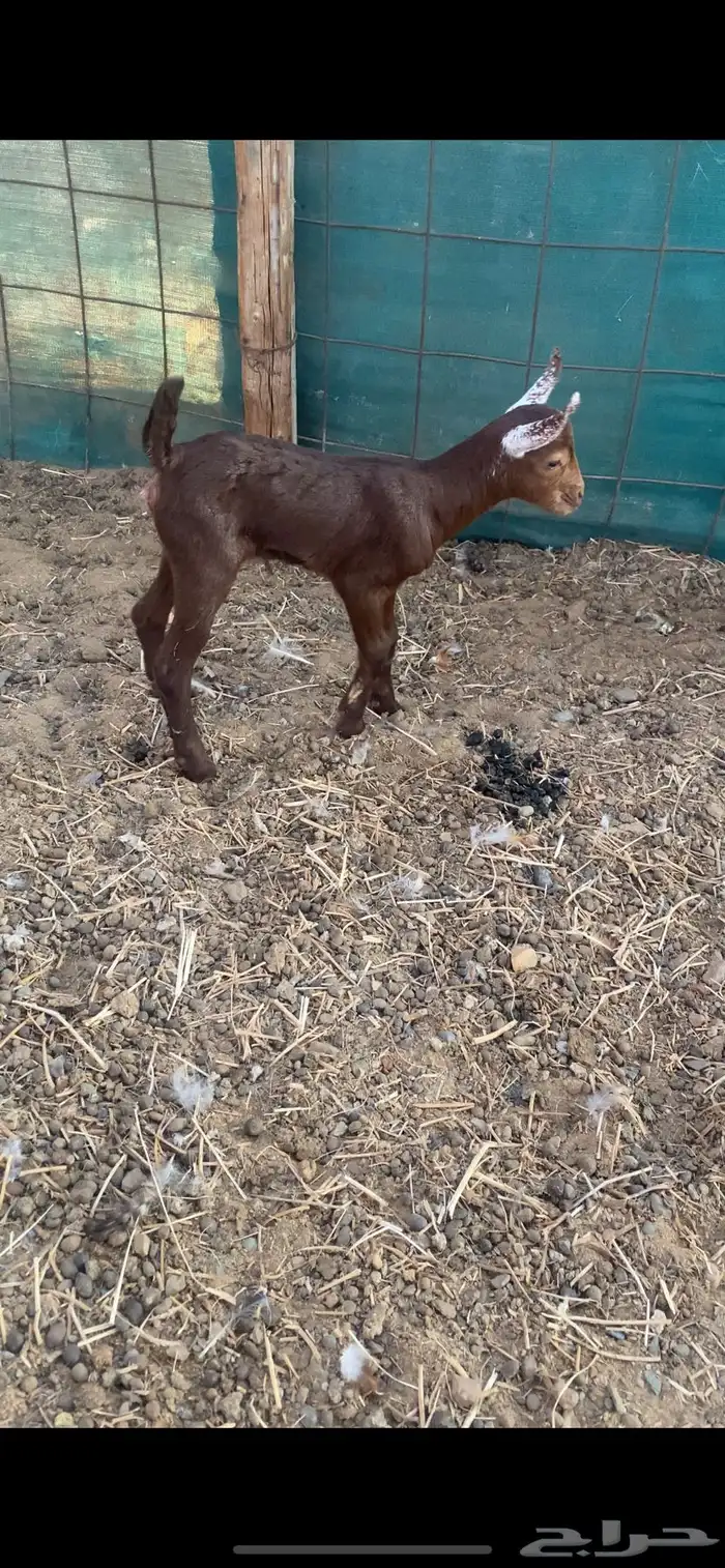 فحل محايلي ادبس فاخر 5