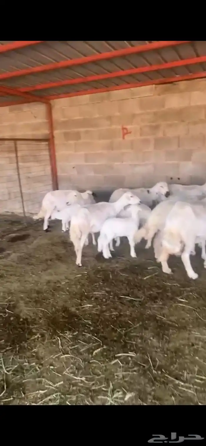 غنم ولد 9