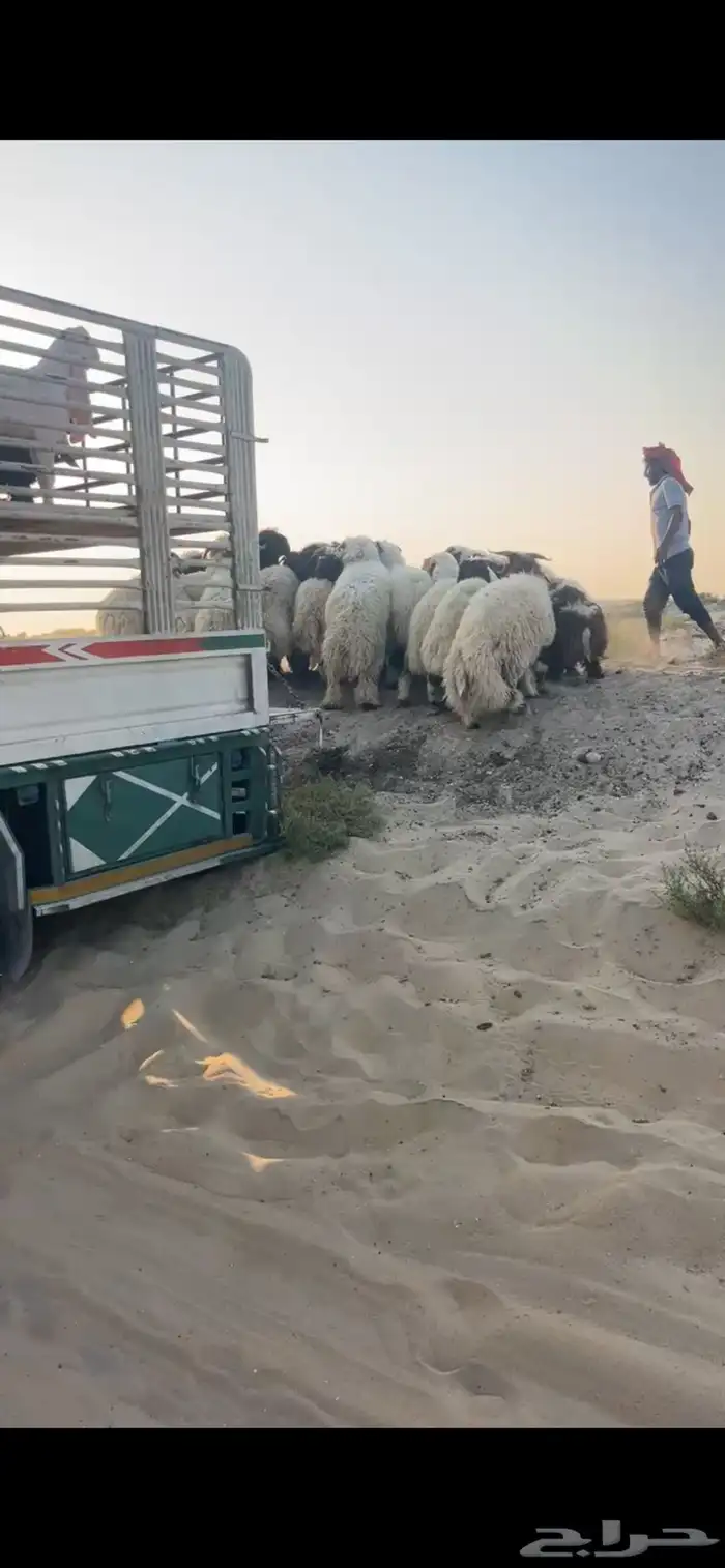 نعيمي بلدي فاخر 1