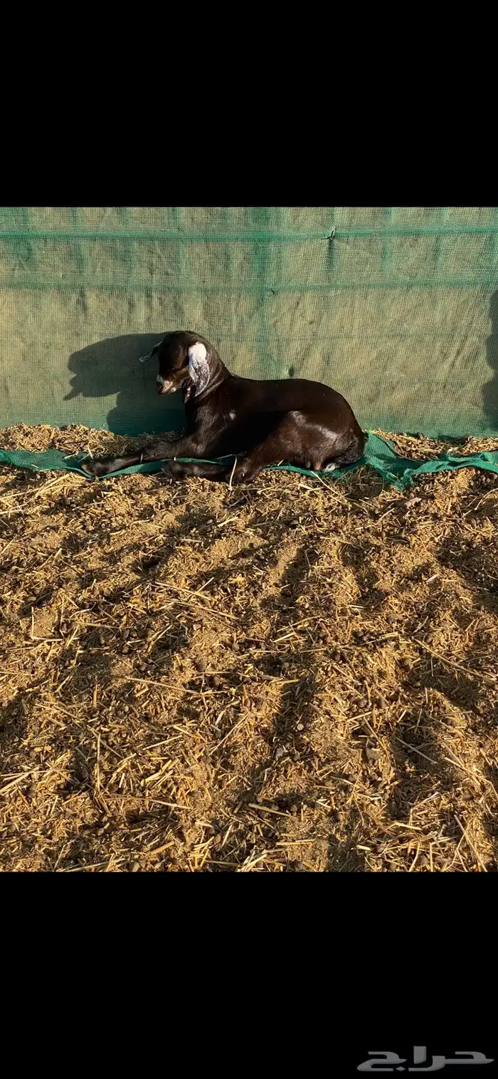 فحل محايلي ادبس فاخر 3