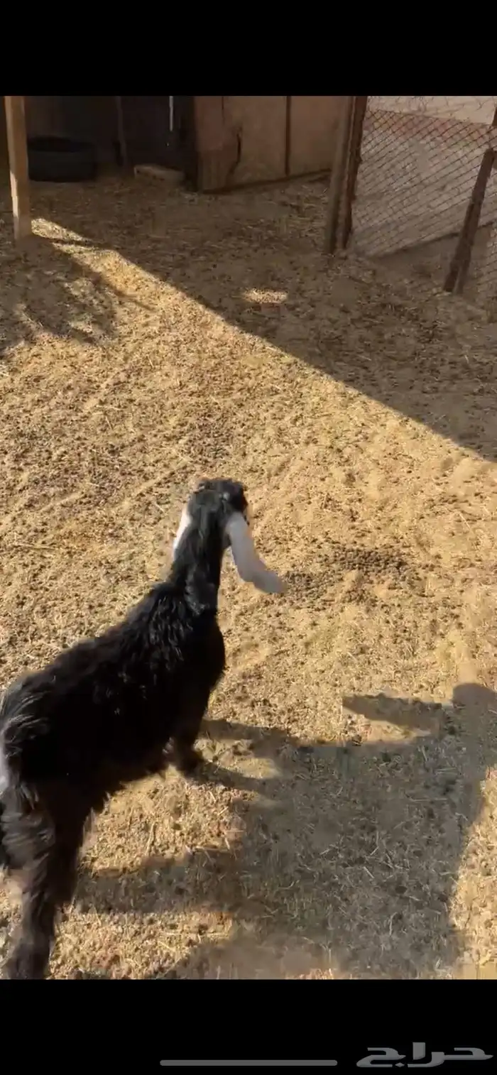 جفره مندي شهرين 10