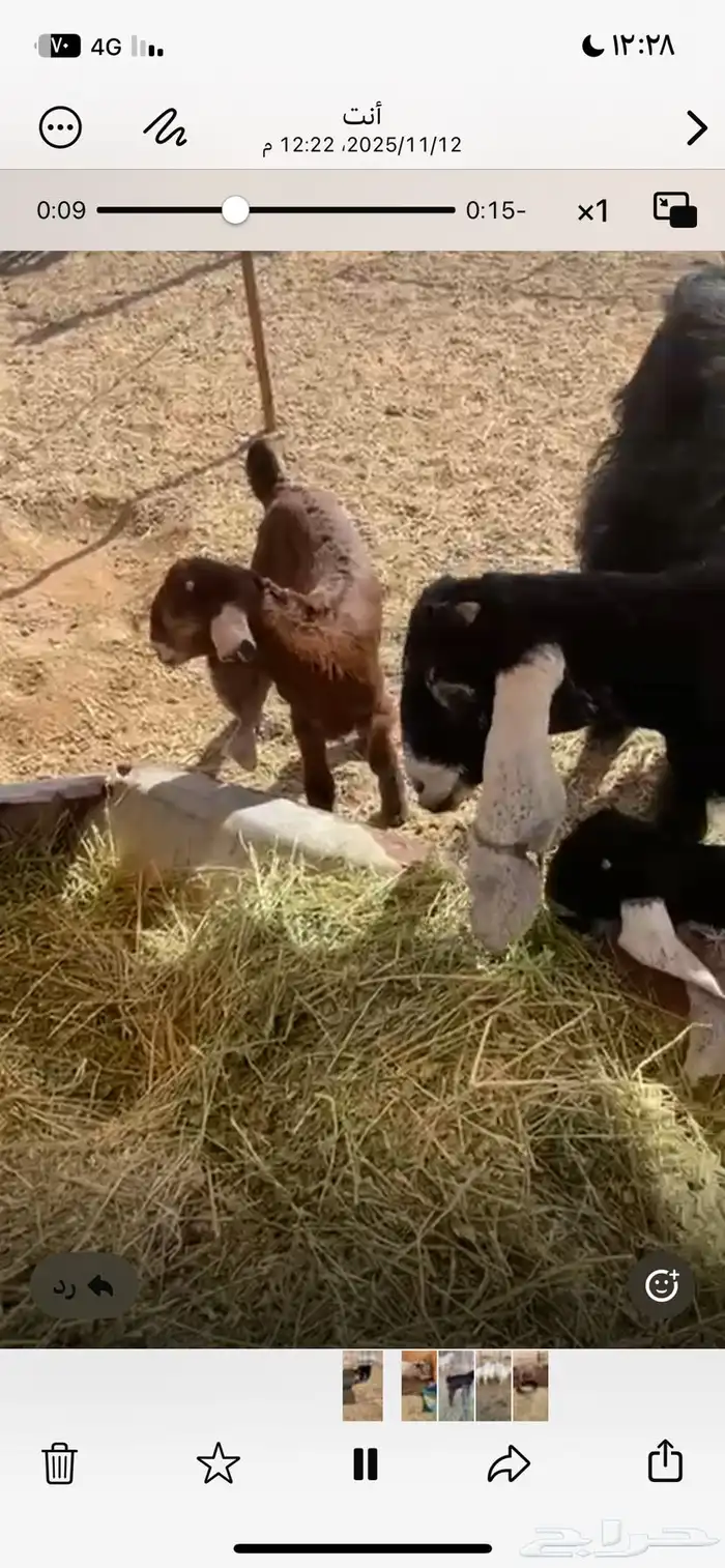 عنز ضايعه معها ثنين الي يجدها يتواصل معي 1