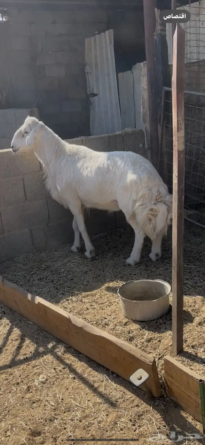 خروف حري فحل مشروط النسف والقريع له مقطع وهو ينسف 0