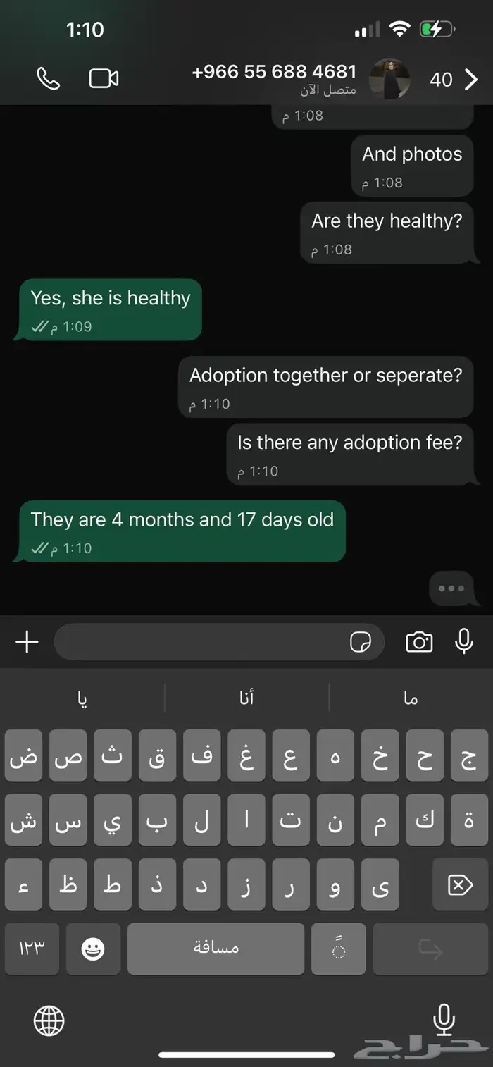 قطة للبيع سكوتش فولد وهملايا 5