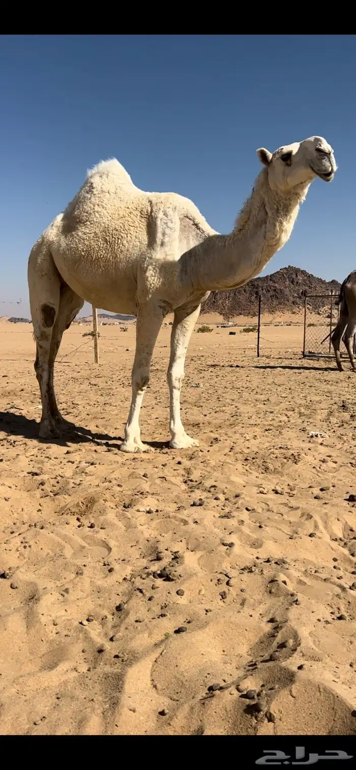 ثنيه ضروبه كفو 1