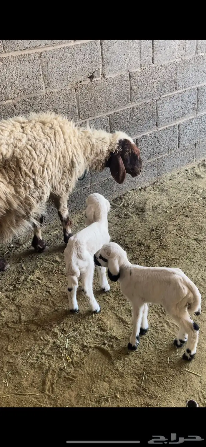 شاه خلفه نعيميه معها 2 3