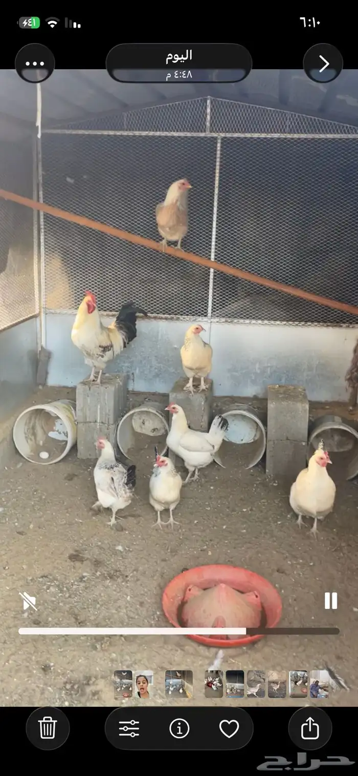 دجاج كفوو(تم البيع) خارج الموقع 0