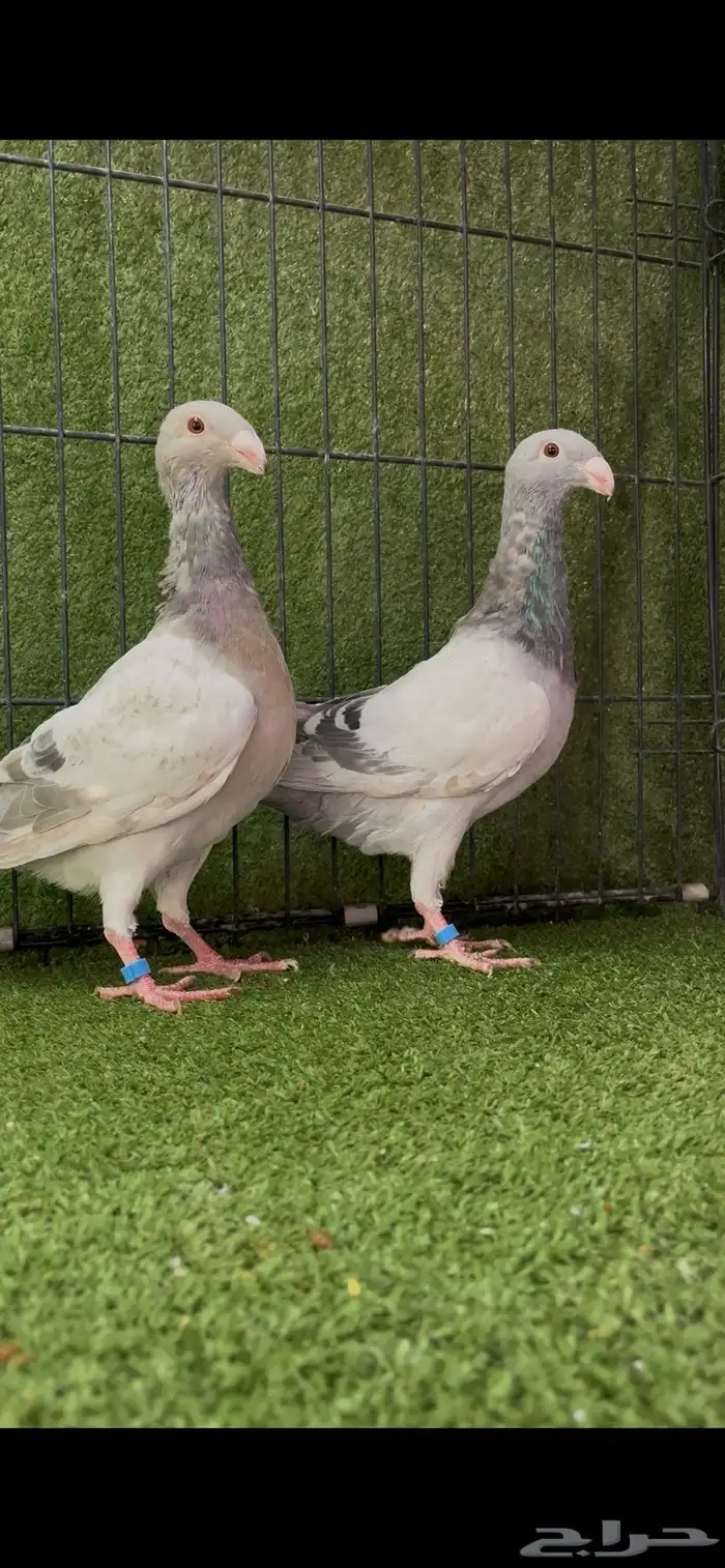 زوج بيوتي هومر 0