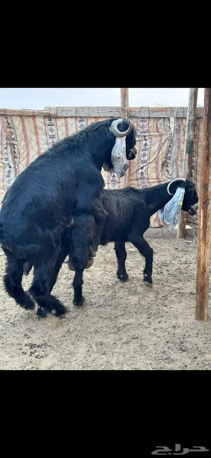 فحل عارضي صنف معرف 6