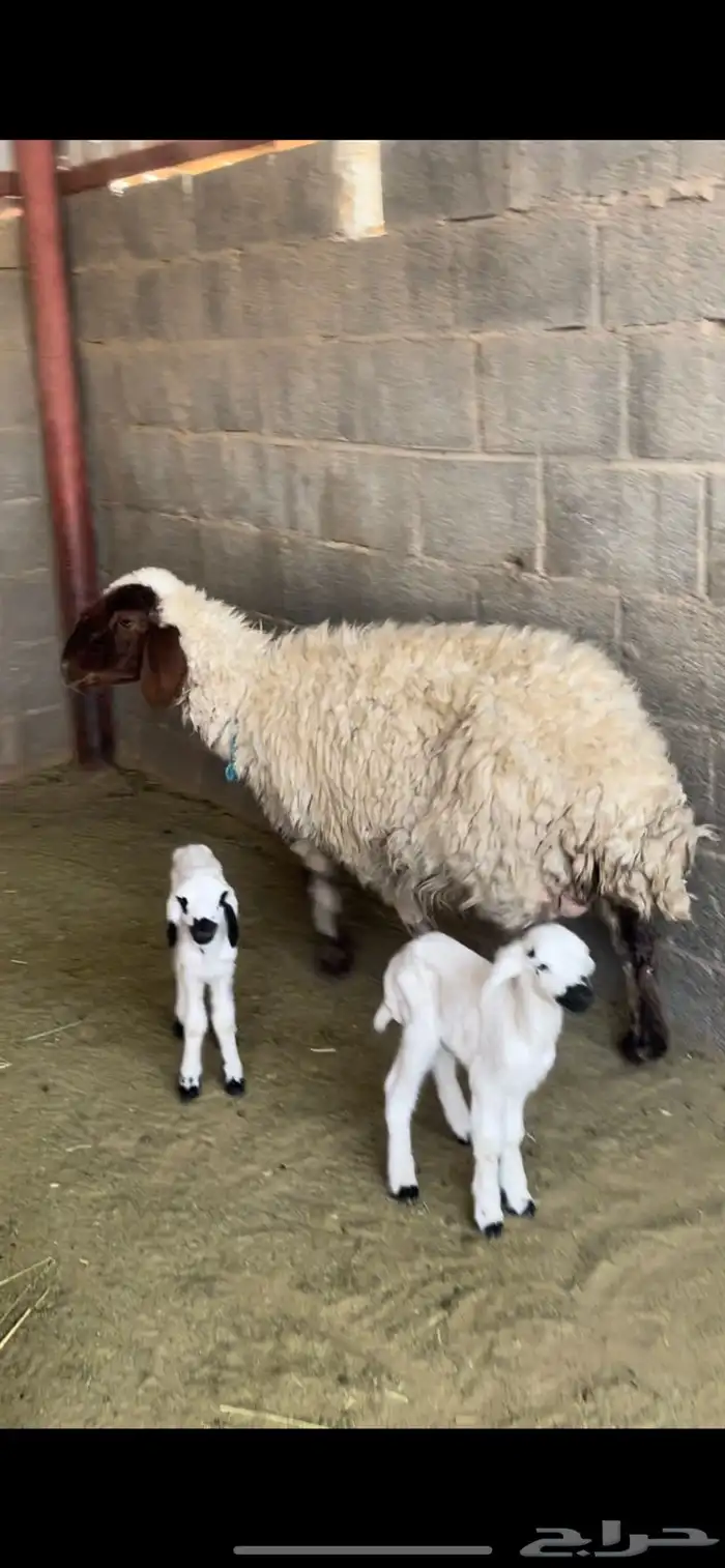 شاه خلفه نعيميه معها 2 2