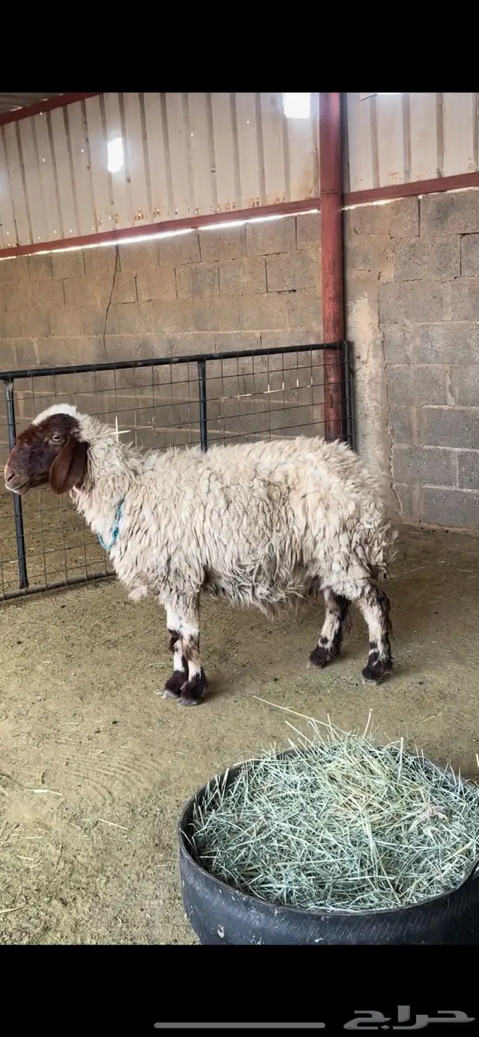 شاه خلفه نعيميه معها 2 4