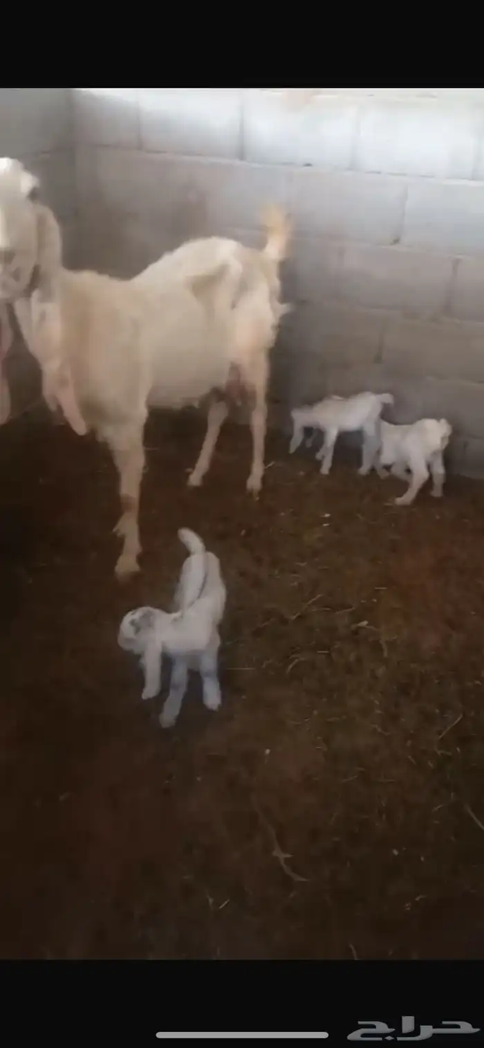 معزا مراح مشاريك ومطور 2