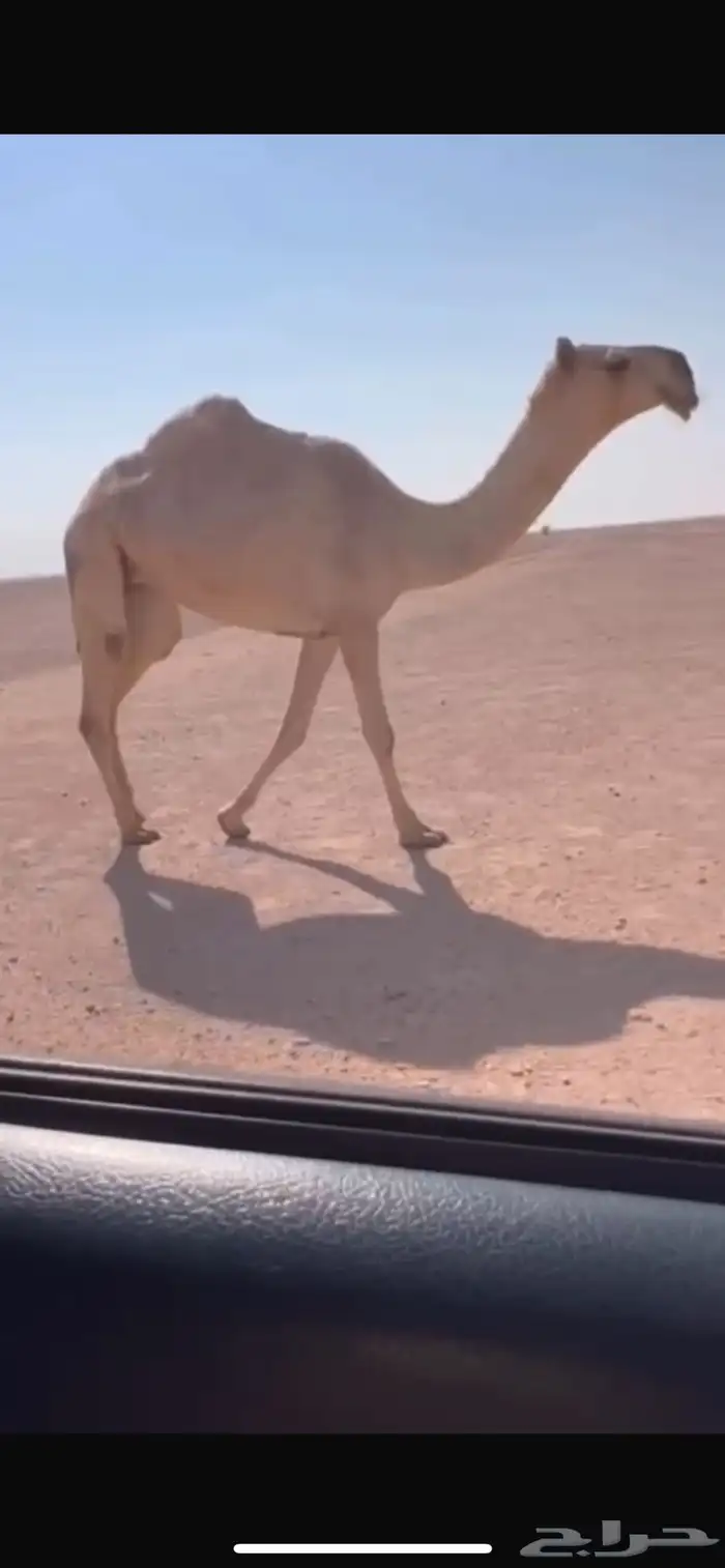 للبيع البكره الكفو  باتليه على جميع الشروط ج. 0