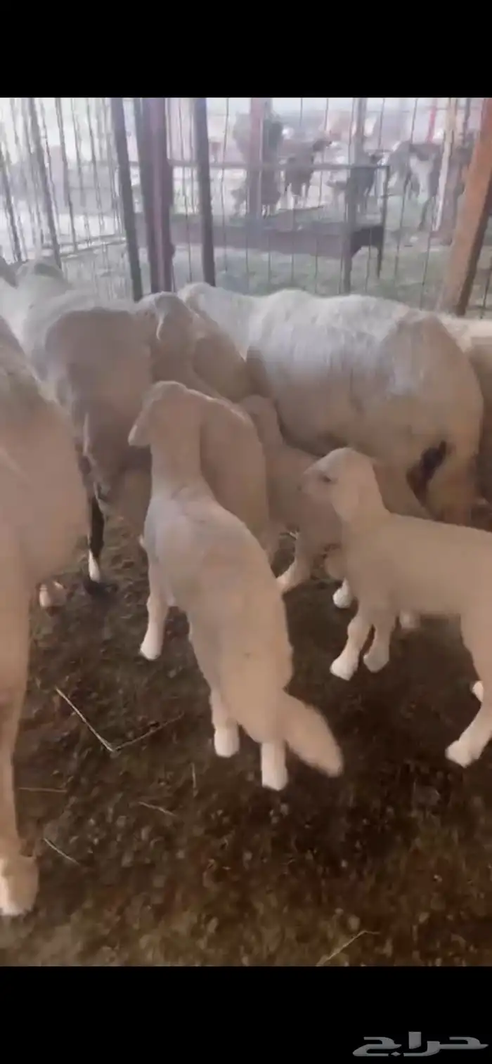 غنم ولد 4
