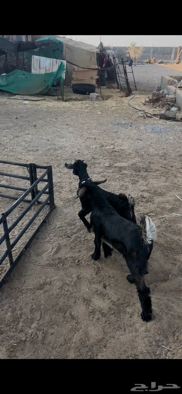 تيوس لبانيه 1