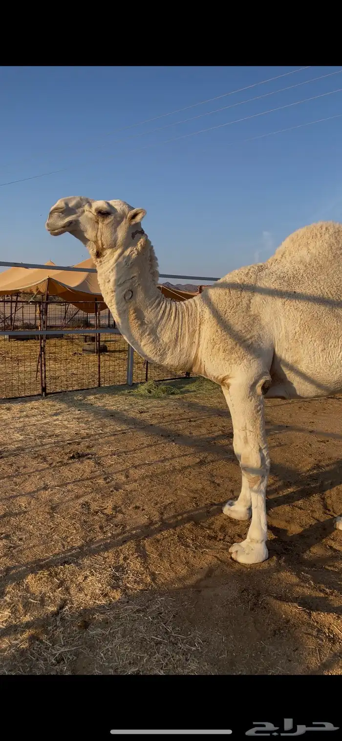 قعود اوضح عوني على بعير هزاع جزاء الرويس 3