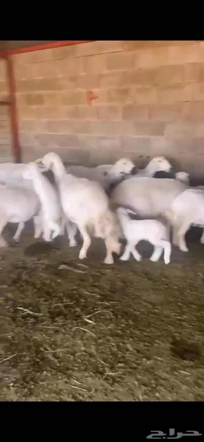 غنم ولد 7